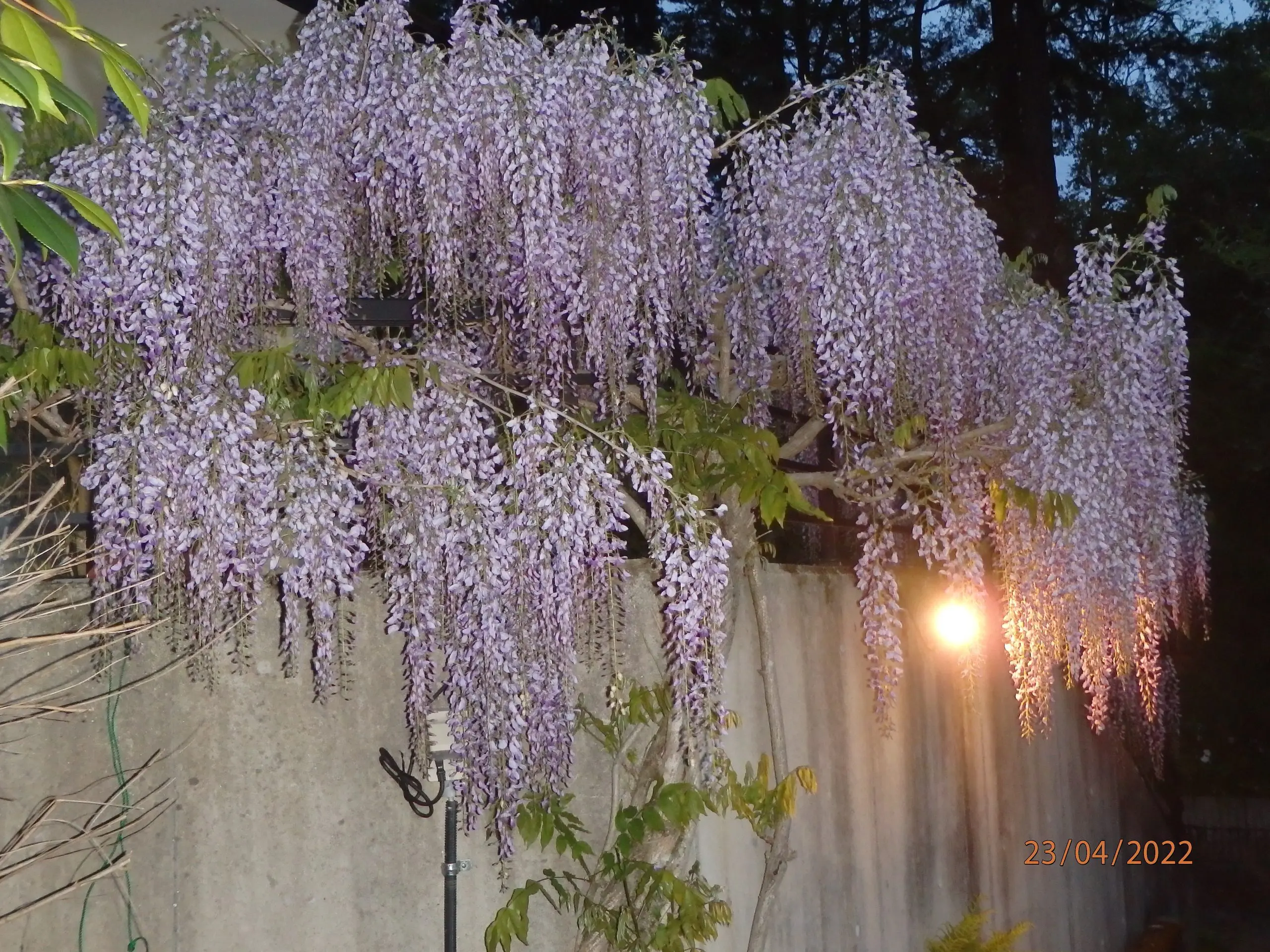 魔除け 有名な漫画では藤の花は鬼が嫌うとか 川﨑耳鼻咽喉科